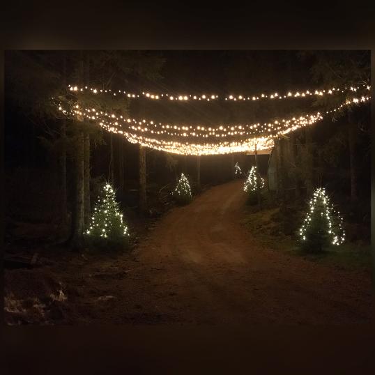 XMAS TREE CUT Your Own CHRISTMAS TREE